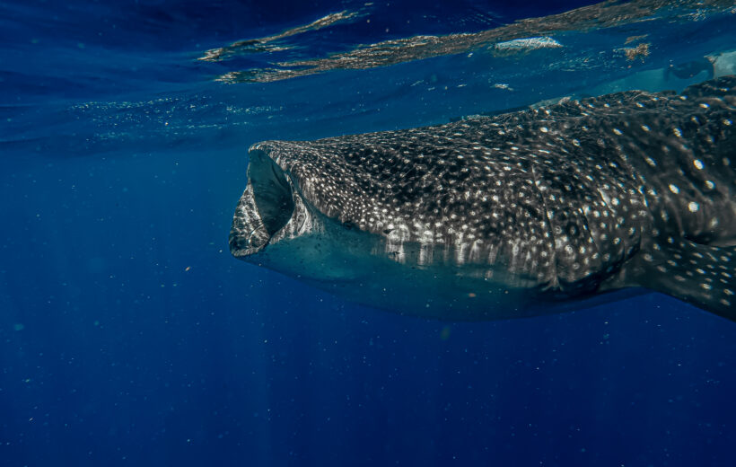 Whale Shark