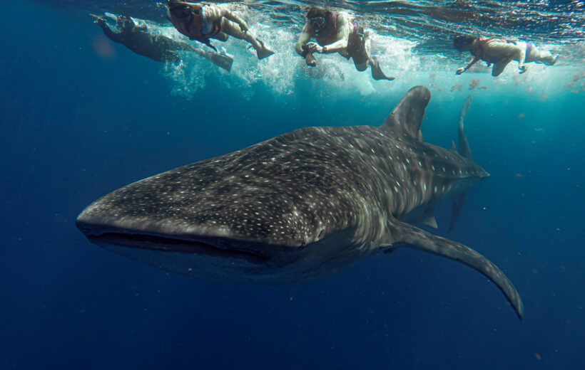 Whale Shark